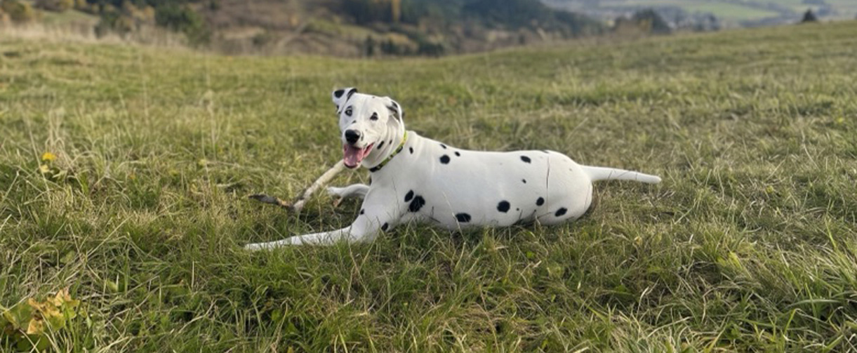 Tri produkty Superzoo, jedna bodkovaná gurmánka: Ako obstálo krmivo Ontario?