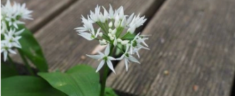 Garlo.cz - Výběr z 16 743 rostlin online