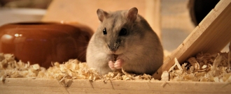 PetCenter.sk - Všetko, čo potrebujete pre svoje domáce hlodavce