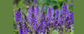 Garlo.cz - Předobjednávky na jaro 2026