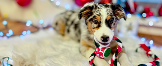 Akinu.cz - Vánoční sortiment