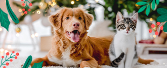 Superzoo.sk - VIANOČNÝ KALENDÁR