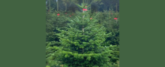 Stromkyonline.cz - Kupte si Vánoční stromek z pohodlí domova