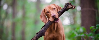 PetExpert.sk - Dva mesiace poistenia ZADARMO