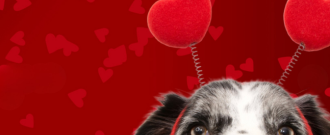 Pet-market.sk - Valentínský darček 