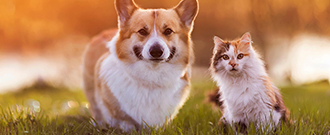 Zoohit.sk - Zoohit Originals so zľavou 20 %