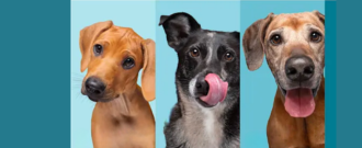 Zoohit.sk - Zľava až 20 % pre miláčika v každej fáze života