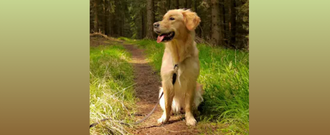 Zoohit.sk - Zľava 10 % na doplnky a pamlsky