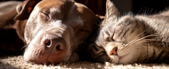 Abc-zoo.sk - Doprava zadarmo pri nákupe nad 59 €