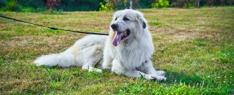 Abc-zoo.sk - Zľava 25 % na kapsičky a konzervy pre psy