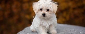 Abc-zoo.sk - 1 + 1 na krmivo pre malé psy