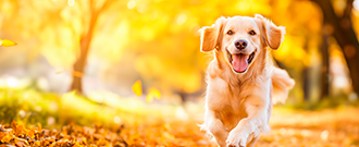 Superzoo.sk - Zľava 3 € pri nákupe nad 25 €