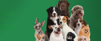 Pet-market.sk - Medzinárodny deň psov 